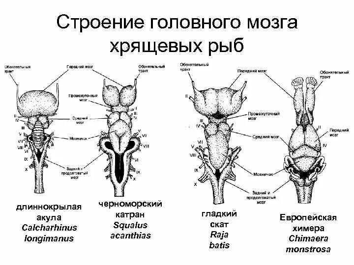 Эволюция нервной системы у хрящевых рыб. Строение головного мозга хрящевых рыб. Строение нервной системы хрящевых рыб. Нервная система головной мозг костных рыб. Особенности строения мозга рыбы