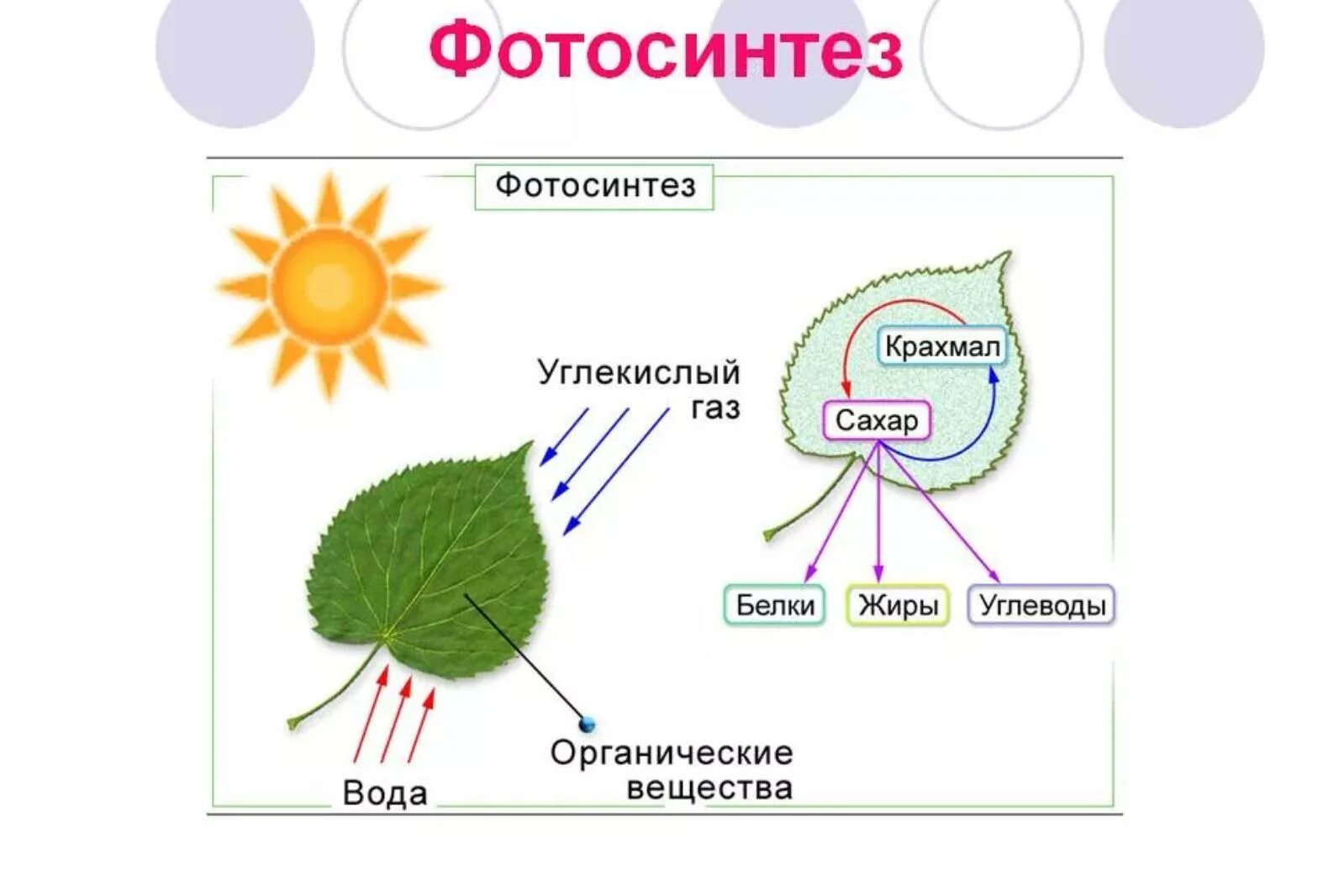 Схема фотосинтеза 6. Фотосинтез 10 класс биология. Фотосинтез растений 3 класс. Схема фазы фотосинтеза углекислый ГАЗ. Зачем растениям фотосинтез