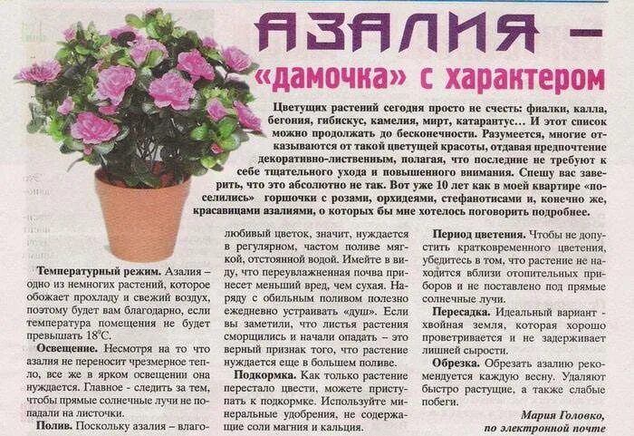 Значение имени азалии. Описание азалии комнатной.