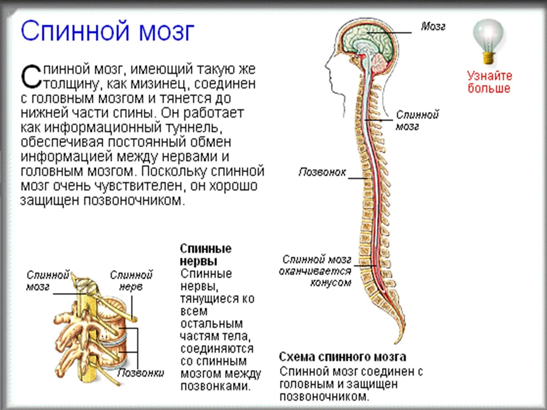 Головной и спинной мозг имеет