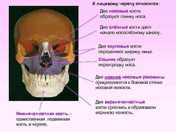 Полости лицевого черепа. Кости лицевого черепа анатомия строение. Носовая кость кость строение. Строение черепа сошник. Носовая полость строение черепа.