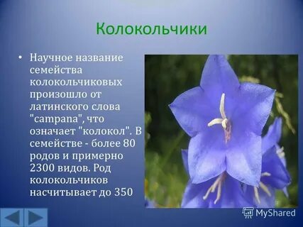 Описание колокольчика 2 класс