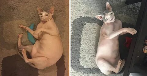 Кот похудел
