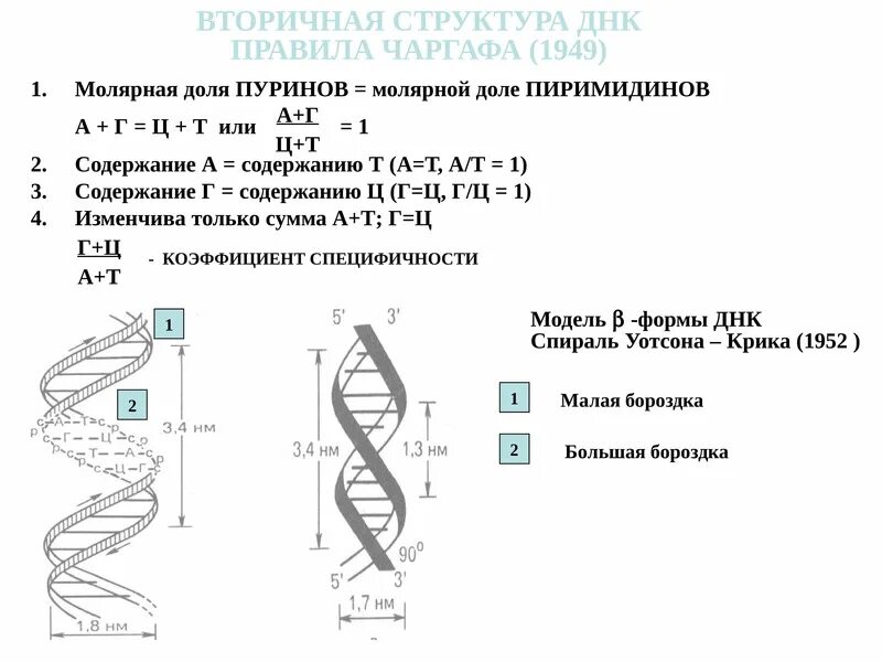 Какого структура днк. Вторичная структура ДНК функции. Формы вторичной структуры ДНК. Вторичная структура НК. Вторичня структурарнк.
