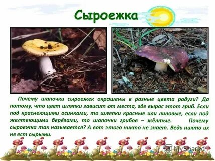 Текст сыроежка 3 класс