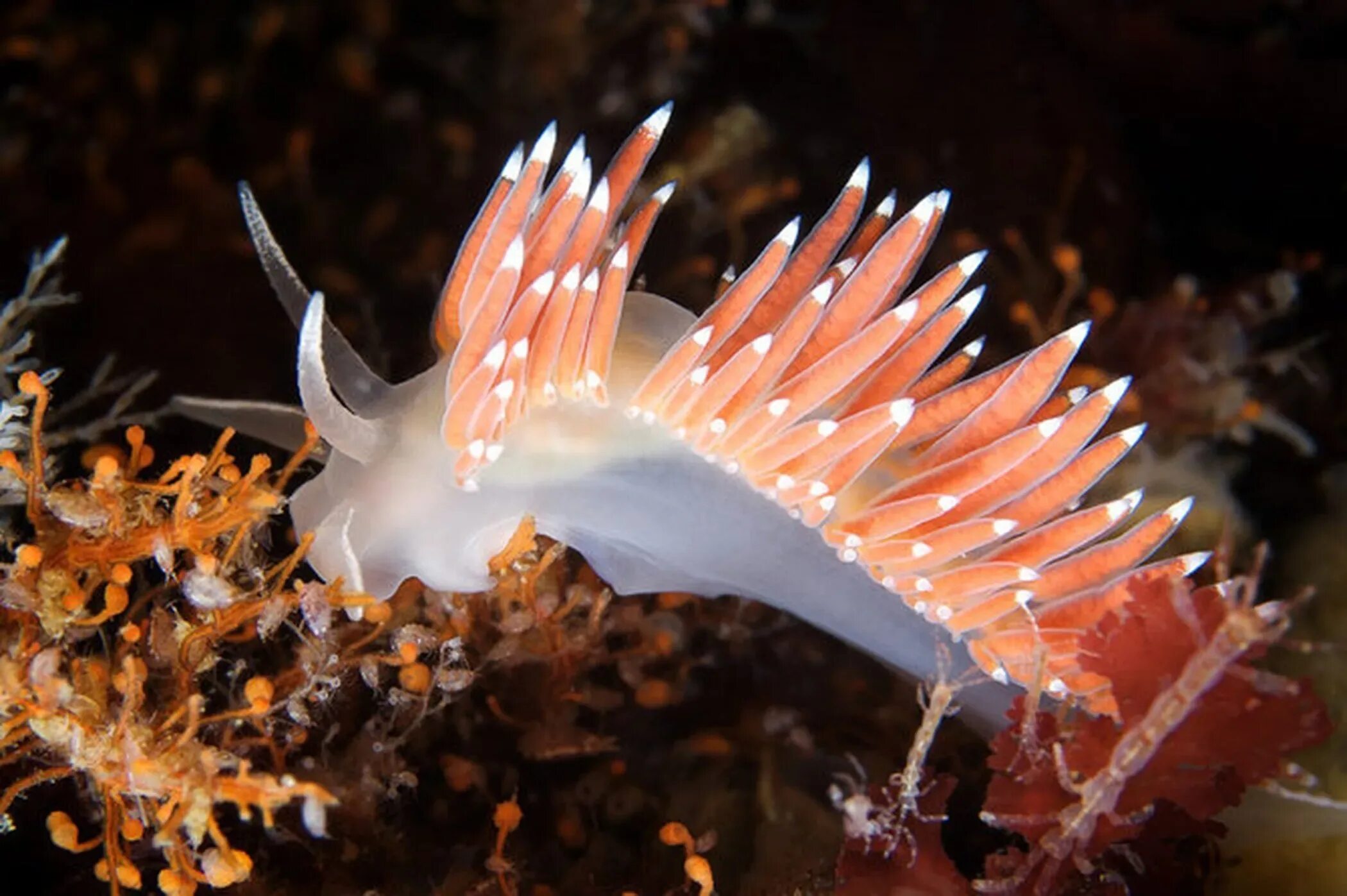 Беспозвоночные россии. Голожаберные моллюски. Coryphella verrucosa. Голожаберный моллюск корифелла. Coryphella Polaris.