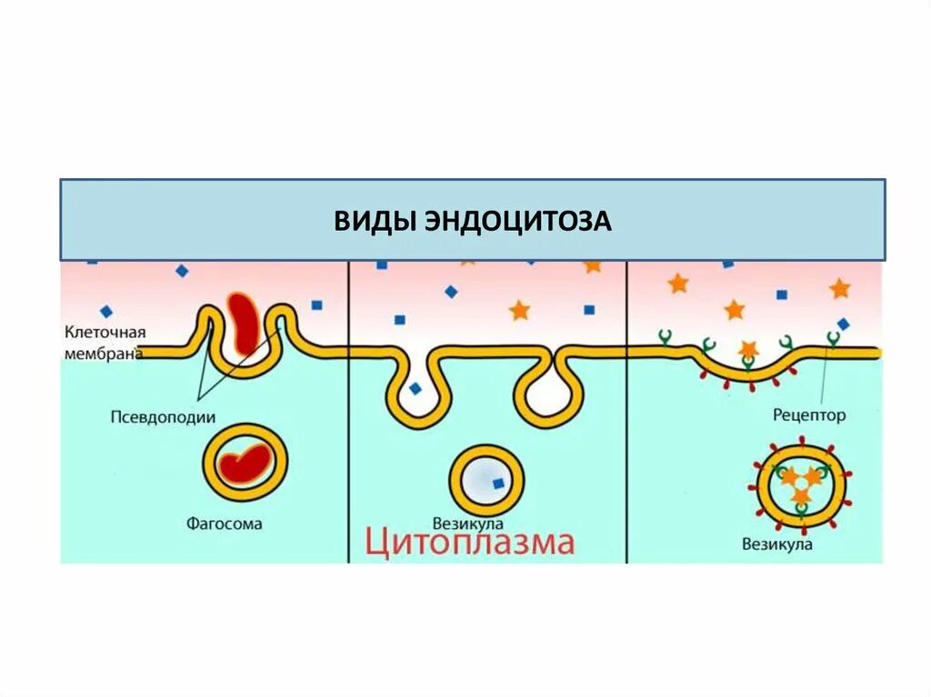 Эндоцитоз клетки. Типы эндоцитоза. Виды эндоцитоза. Эндоцитоз схема.