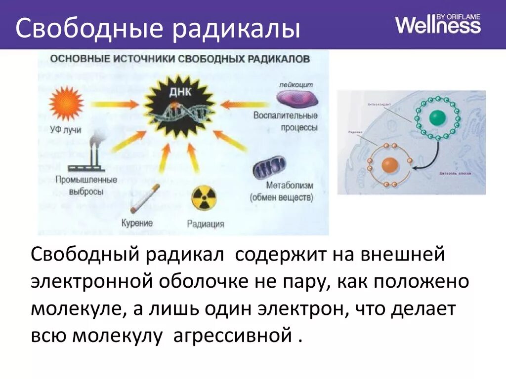 Кожей радикал. Свободные радикалы и антиоксиданты. Формирование свободных радикалов. Образование свободных радикалов в организме. Источники свободных радикалов в организме.