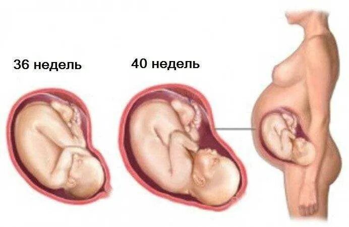 39 неделя беременности хочется. 9 Месяцев беременности ребенок в животе. Расположение плода на 36 неделе беременности. Положение ребенка в животе на 9 месяце. Расположение ребенка в животе.