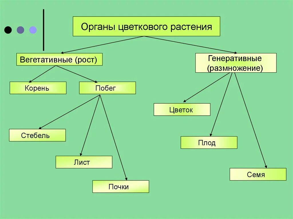 Вегетативные органы растений схема. Вегетативные органы цветкового растения. Органы растений вегетативные и генеративные схема. Органы цветковых растений 5 класс биология таблица. Тема генеративный