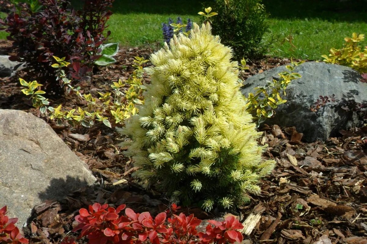 Ель канадская Дейзи Уайт (Picea glauca Daisy's White)