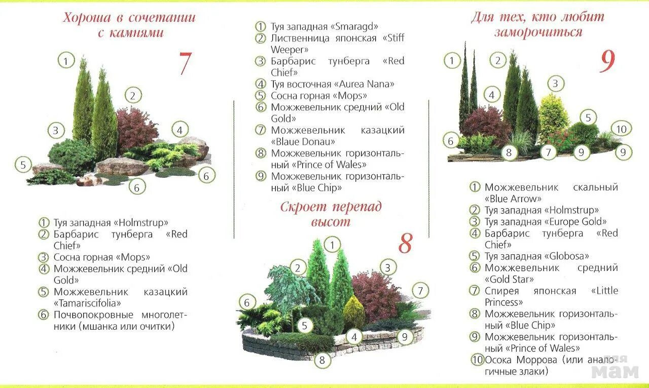 Схема клумбы с хвойниками. Цветник с хвойниками и многолетниками схемы. Клумба из хвойников и кустарников схема. Схема посадки миксбордера с хвойными растениями. Хвойные схема