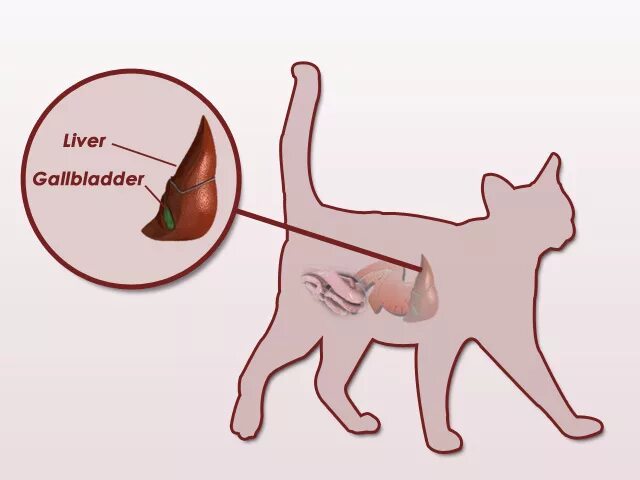 Печень можно кошке. Патологии печени у кошек.