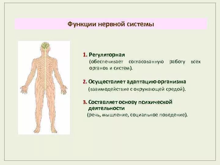 Регуляторные системы организма. Функции нервной системы. Функции нервной системы человека. Регуляторную функцию нервной системы.