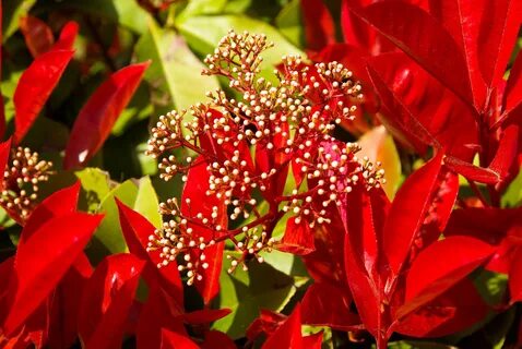 Red plant