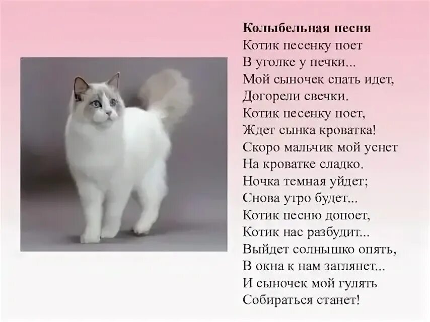 Поли котик текст. Поли котик текст