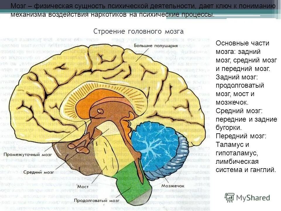 Передний средний и задний мозг. Передний средний и задний мозг