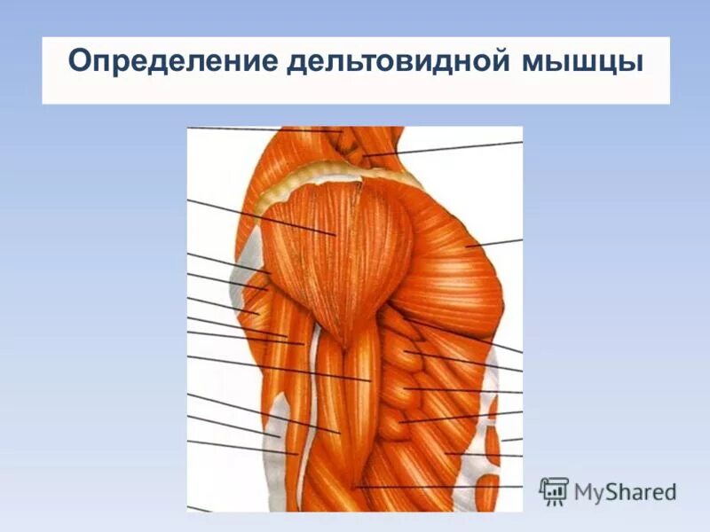 7 Пучков дельтовидной мышцы. Задняя дельтовидная мышца функции. Функция задней части дельтовидной мышцы. Дельтовидная мышца анатомия.