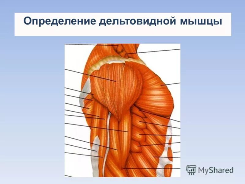 Дельтовидная функции