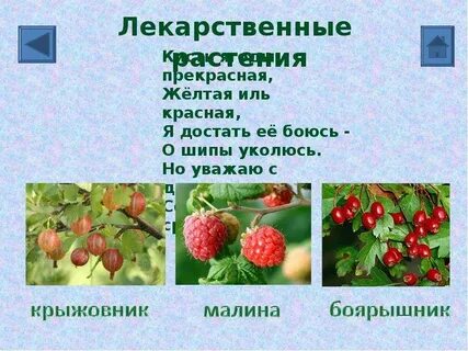 Растительный и животный мир 8 класс тест