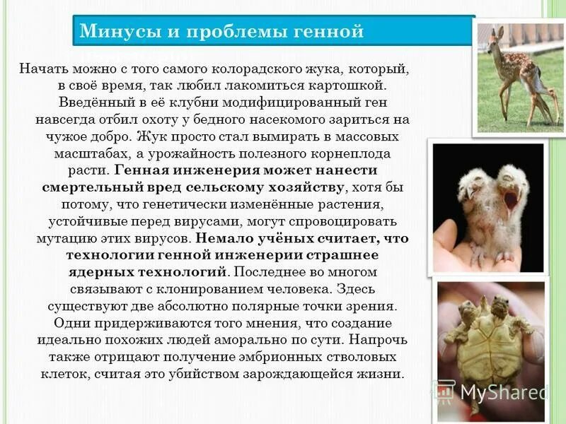 последствия генной инженерии. генетически модифицированные организмы. генетически модифицированные продукты. последствия генной инженерии. генная инженерия в сельском хозяйстве.