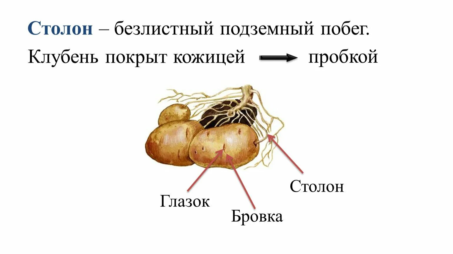 Клубень картофеля и ус земляники. Клубень картофеля подземный побег. Столон подземный побег. Видоизменения подземных побегов столон. Клубень и Солоны картофеля.