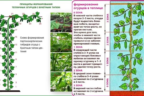 Нужно ли у огурцов обрывать. Обрезка листьев у огурцов в теплице схема. Огурцы прищипывание боковых побегов. Схема обрезки огурцов в парнике. Схема формирования огурцов партенокарпических огурцов.