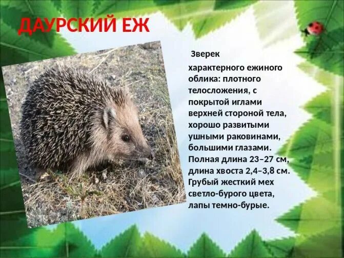 Растения и животные красной книги республики бурятия. Животные из красной книги бурятии. красная книга бурятии животных. краснокнижные животные бурятии. растения из красной книги бурятии.