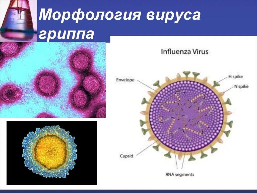 Грипп семейство. Морфологию вириона вируса гриппа. Вирус гриппа морфология микробиология. Возбудитель гриппа морфология. Строение вируса гриппа микробиология.