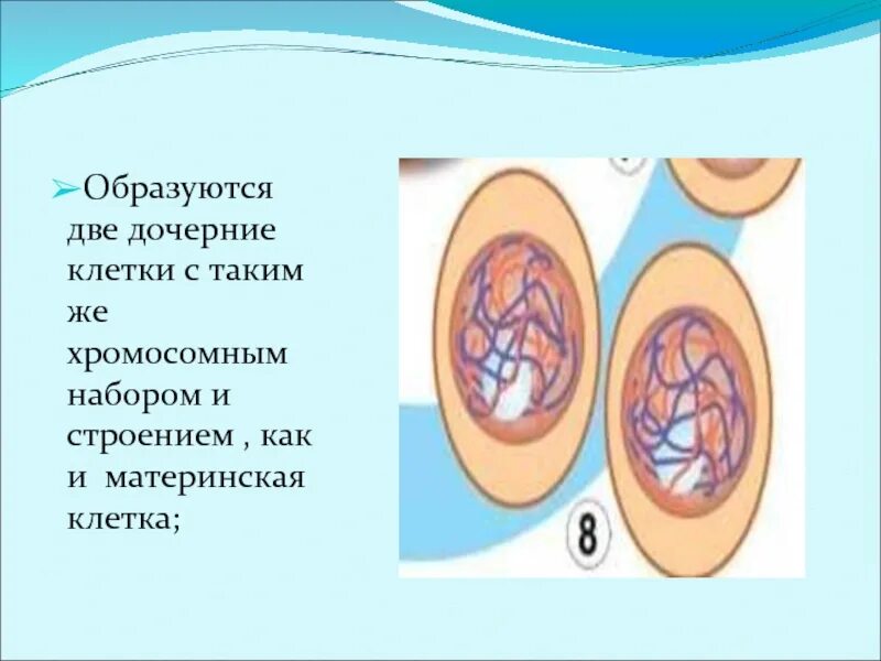 Материнская клетка. Материнская и дочерняя клетки. Материнская клетка дочерняя клетка. Материнская клетка и две дочерние. Дочерних клетках любого организма при митозе образуется