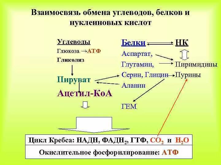 Функции нуклеиновых кислот углеводов. Взаимосвязь углеводного и белкового обменов. Взаимосвязь обмена углеводов и белков. Взаимосвязь обмена белков и нуклеиновых кислот.. Взаимосвязь обмена нуклеиновых кислот и углеводов.