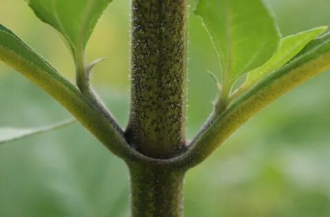 Plant stem