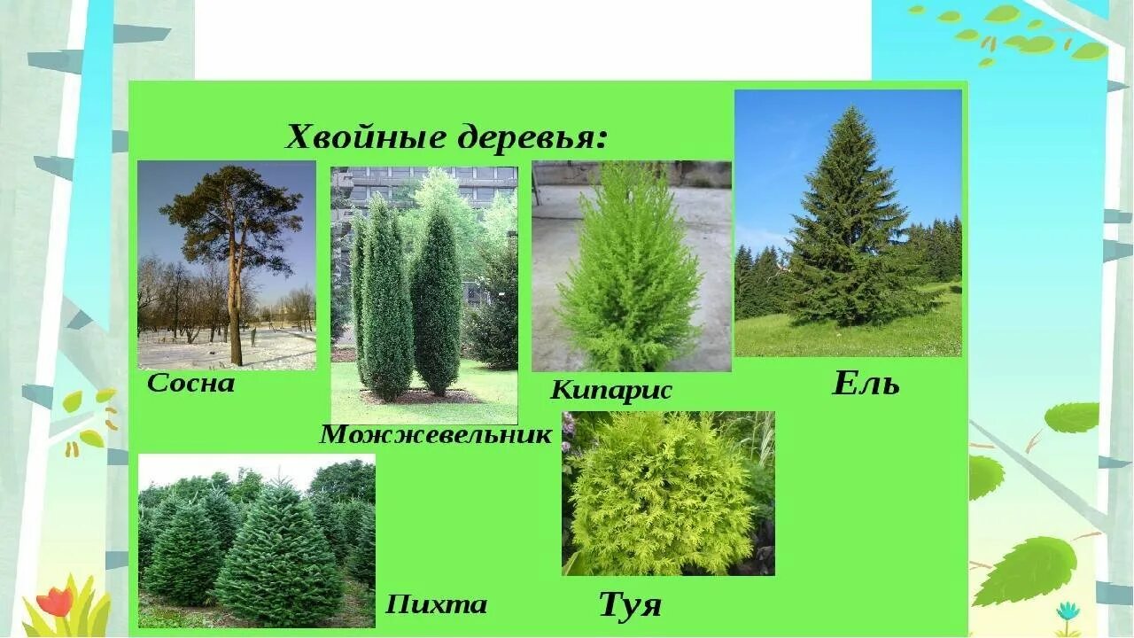 Число хвойных деревьев относится к числу лиственных