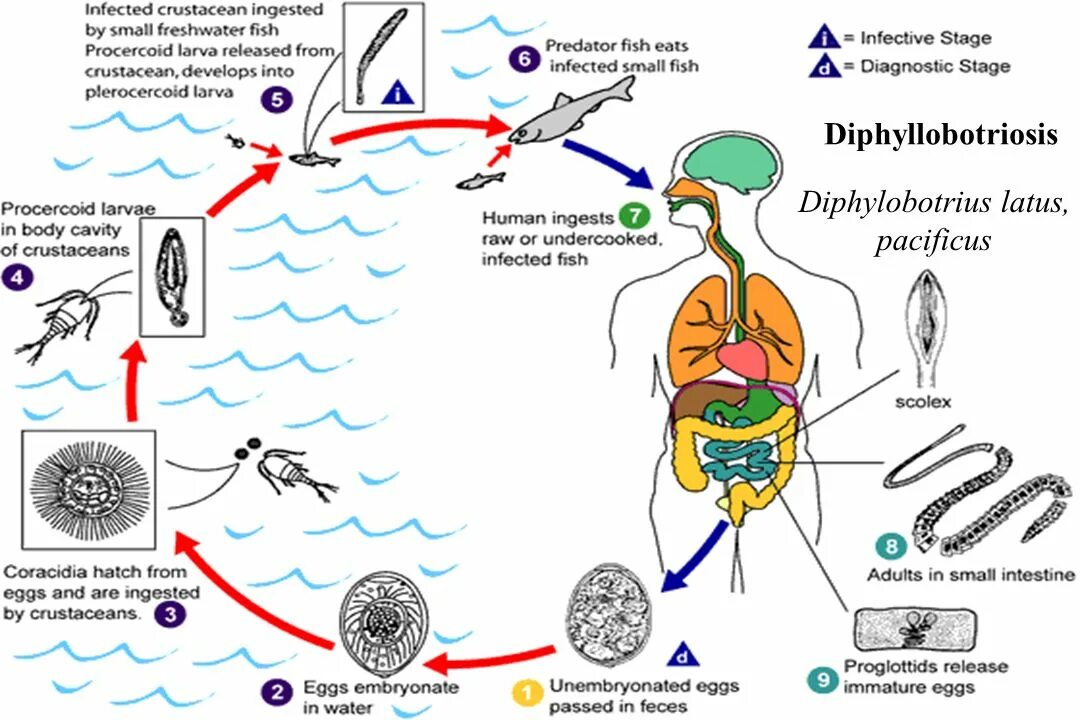 Diphyllobothrium жизненный цикл. Diphyllobothrium latum Life Cycle. Широкий лентец жизненный цикл. Схема цикла развития лентеца широкого Diphyllobothrium latum.