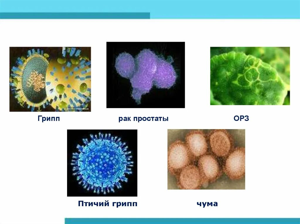 Многообразие вирусов 5 класс презентация. Представители вирусов. Видовые названия вирусов. Названия вирусов в биологии. Примеры вирусов в биологии.