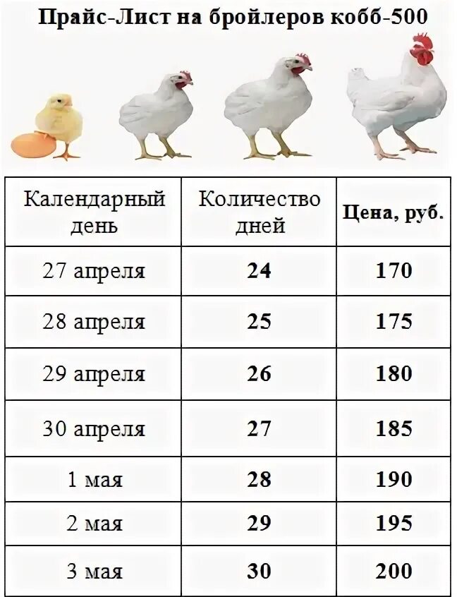 Таблица роста росс 308 по дням. Цыплята бройлеры Росс 308. Порода Кобб 500 бройлеры. Бройлер Кобб-500 характеристика. Порода цыплят бройлеров Кобб 500.