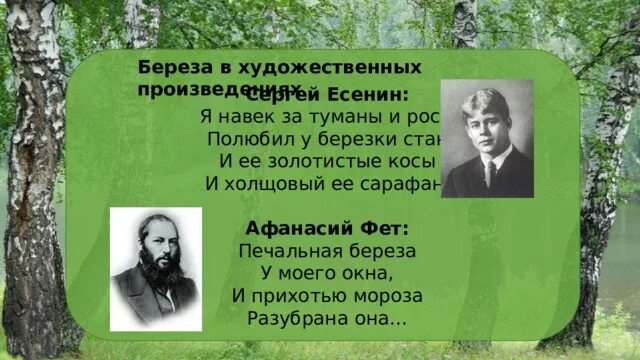 Печальная береза Фет. Есенин береза. Есенин стихи о Березе я навек за туманы и росы полюбил у Березки. Я навек за туманы и росы полюбил