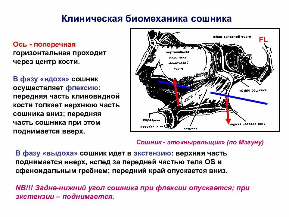 Сошник кость. Клиническая биомеханика. Сошник части кости. Сошник кость анатомия. Сошник и клиновидная кость соединение.