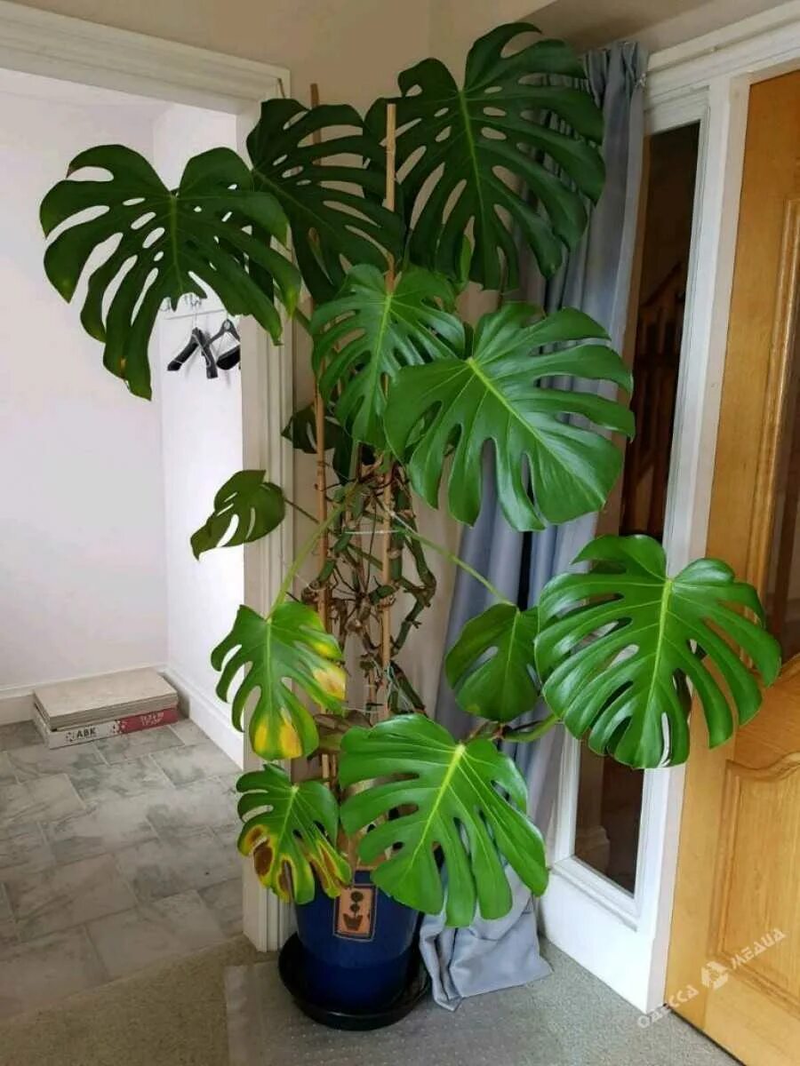 Монстера Делициоза (Monstera deliciosa). Монстера Борситжиана. Монстера крупнолистная.