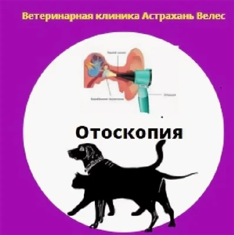 Номер телефона ветеринарной. Ветклиника ухта телефон. Ветклиника ухта телефон. Ветклиника ухта телефон. Четыре лапы ветклиника.