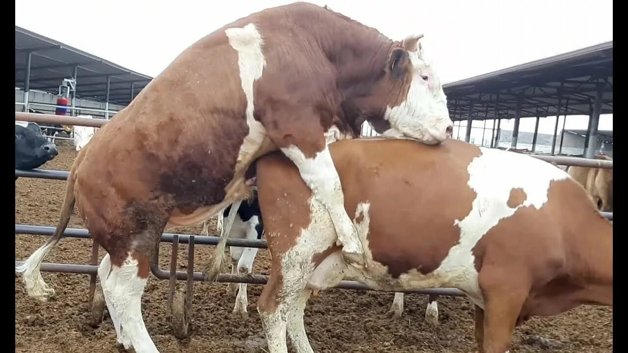 Mating men. Bull cow breeding. super murrah bulls mating cows after hormon treatment 2025 #1 neca animal world.