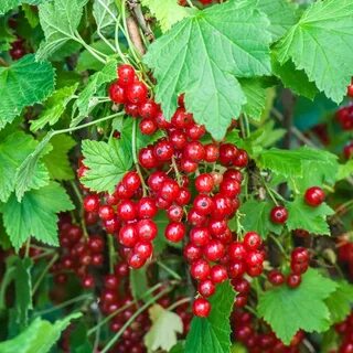 Саженцы красной смородины