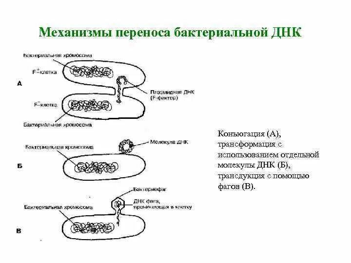 Форма днк бактерий. Трансформация трансдукция конъюгация. Трансдукция у бактерий. Схема трансдукции у бактерий. Трансформация и трансдукция у бактерий.