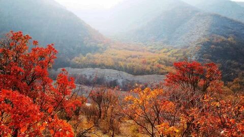 Кария осень