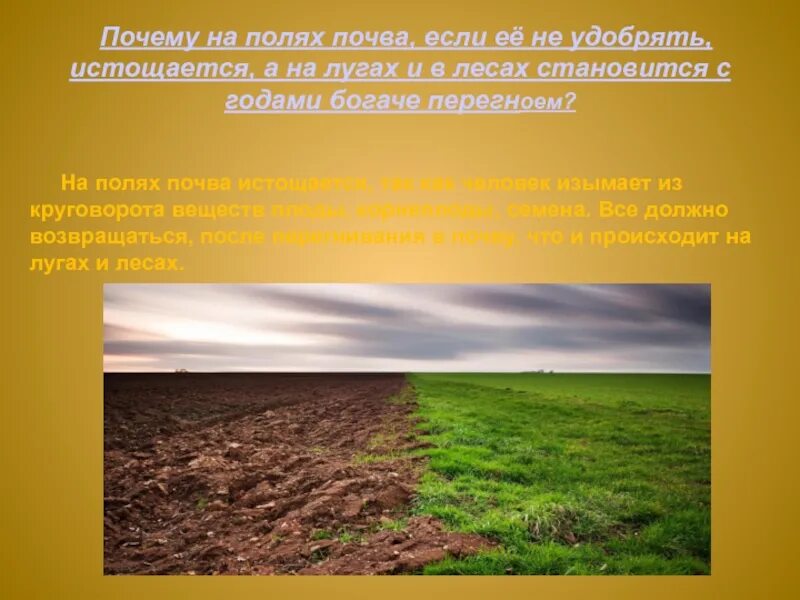 Поле почему е. Поле почва. защита почвы. презентация на тему охрана почвы. почвы лугов.