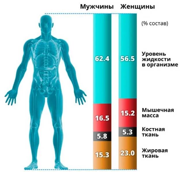 Тело насколько. Норма содержания воды и жира в теле человека. Процент воды в организме. Процент мышц в организме. Процентное соотношение мышц в теле человека.