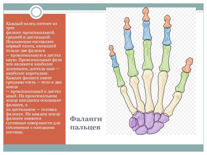 Имеет два развитых пальца. Проксимальная фаланга мизинца кисти. Фаланги пальцев анатомия. Проксимальная фаланга 1 пальца. 4 Проксимальный фаланг пальцев.