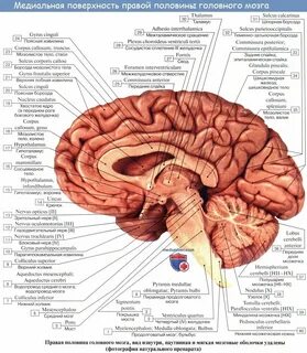 Продольные борозды (66 фото) 