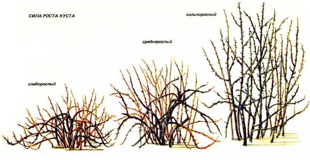 Куст томата на белом фоне. Рост кустов. Мужской силуэт в кусте роз. Рост кустов. Подвязка ежевики бесшипной.