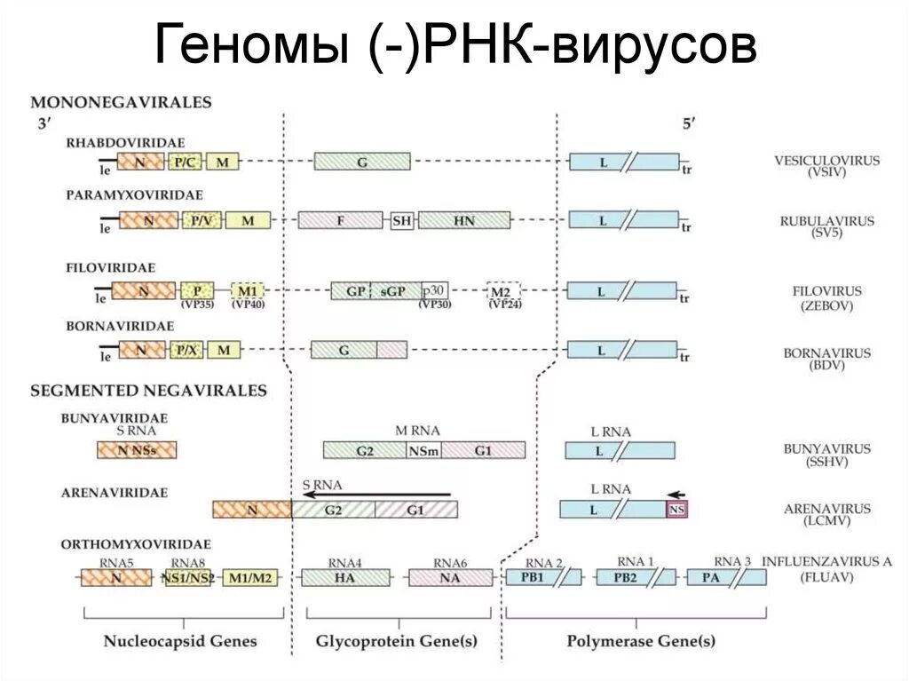 Геномные рнк. РНК геном вируса. РНК геномные вирусы. Виды РНК геномов вирусов. Вирусы по типу генома.